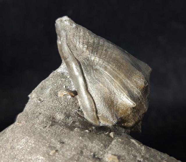 Athleta ficulina rarispina (LAMARCK 1811) - Bild © FossNet FossilienStore